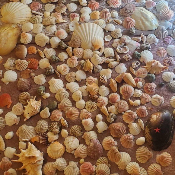 Real sea shells - Picture 4 of 13